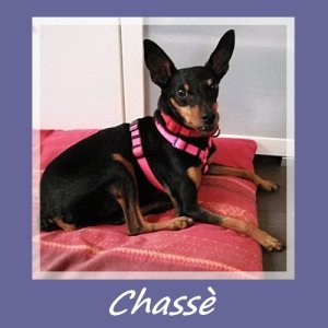 Chasse