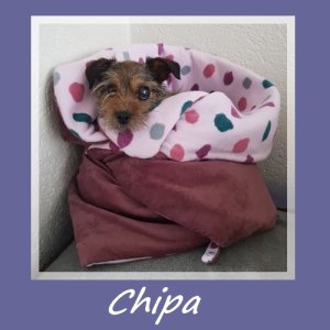 Chipa
