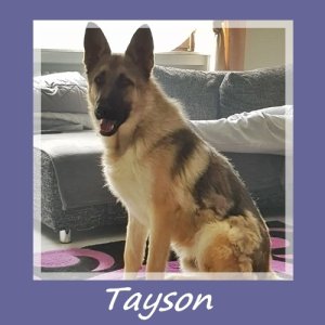 Tayson