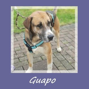 Guapo