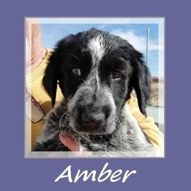 Amber