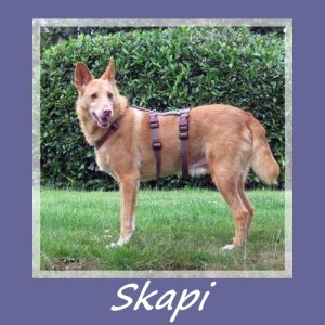 Skapi