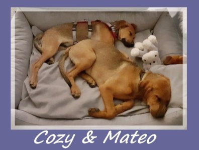 Cozy_Mateo