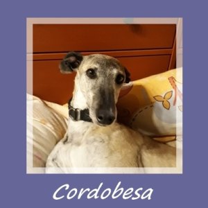 Cordobesa