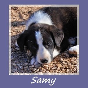Samy