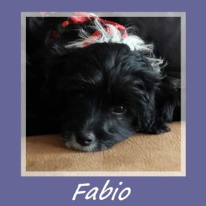 Fabio