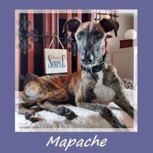 Mapache