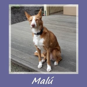 Malu