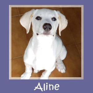 Aline