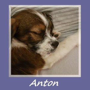 Anton