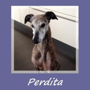 Perdita