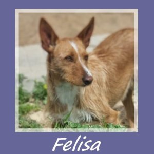 Felisa