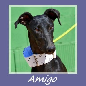 Amigo