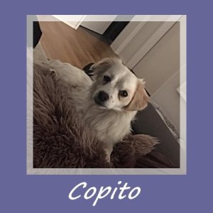 Copito