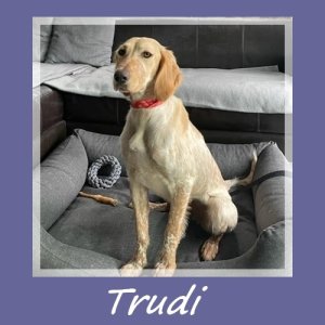 Trudi