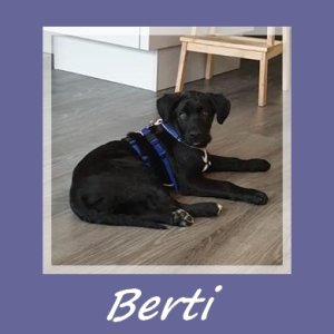 Berti