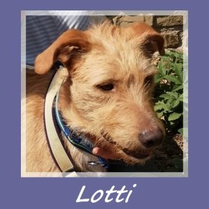 Lotti