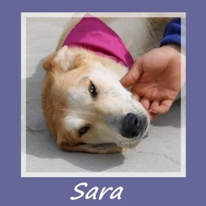 Sara