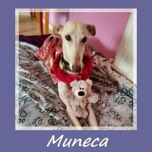 Muneca