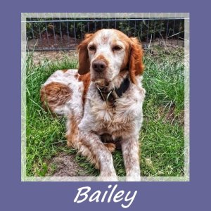 Bailey