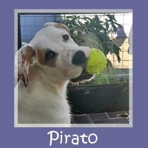 Pirato