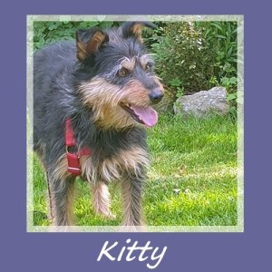 Kitty