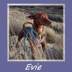 Evie