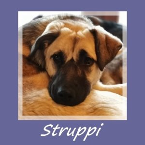 Struppi