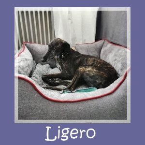 Ligero