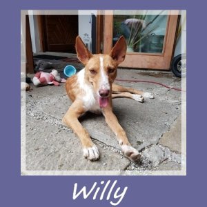 Willy