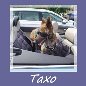 Taxo