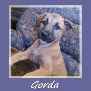 Gorda