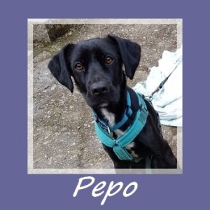 Pepo