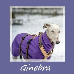 Ginebra