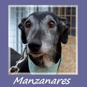 Manzanares