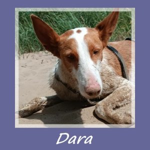 Dara