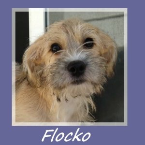 Flocko