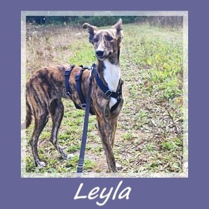 Leyla