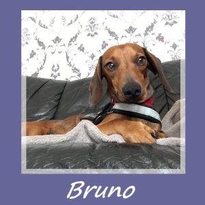 Bruno