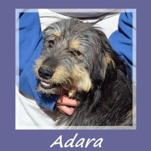 Adara