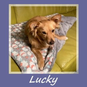 Lucky