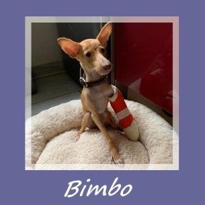 Bimbo
