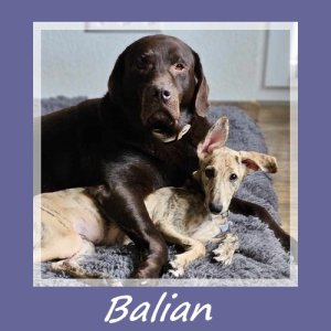 Balian