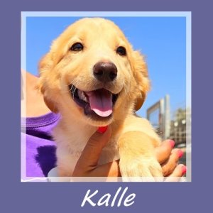 Kalle