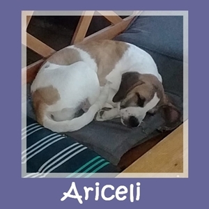 Ariceli