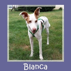 Blanca