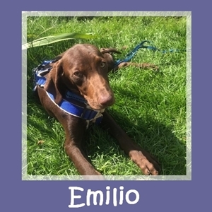 Emilio