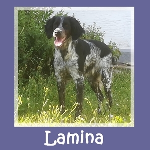 Lamina