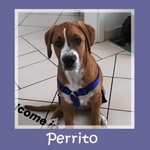 Perrito