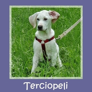 Terciopeli